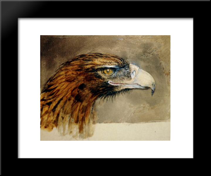 Eagle'S Head From Life 20x24 Black Modern Wood Framed Art Print Poster by Ruskin, John