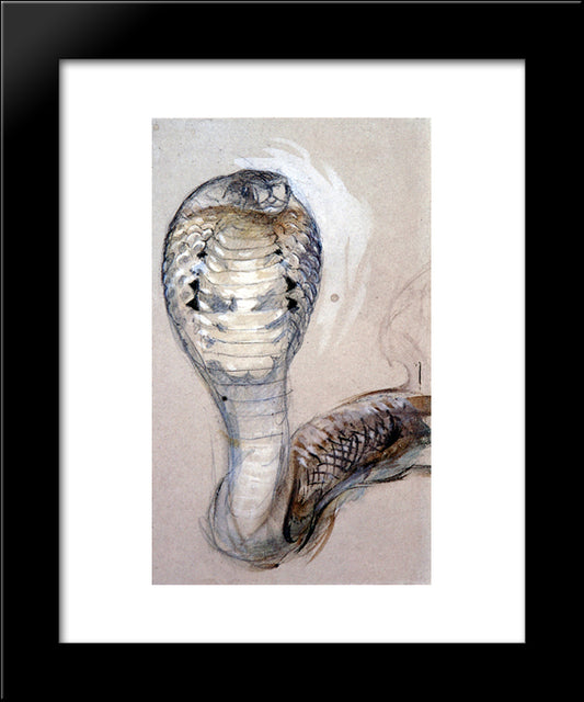 Full Face Of Cobra 20x24 Black Modern Wood Framed Art Print Poster by Ruskin, John