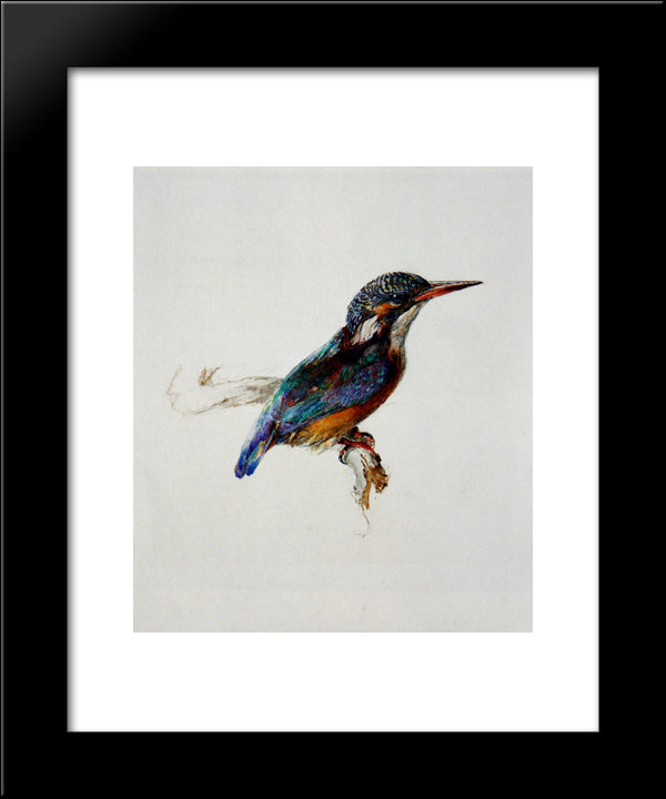 Kingfisher 20x24 Black Modern Wood Framed Art Print Poster by Ruskin, John