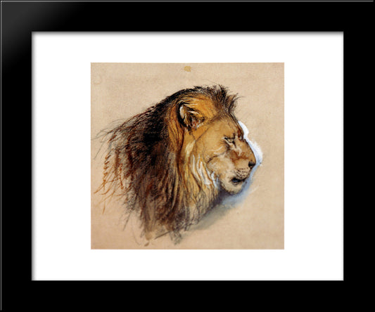 Lion'S Profile From Life 20x24 Black Modern Wood Framed Art Print Poster by Ruskin, John