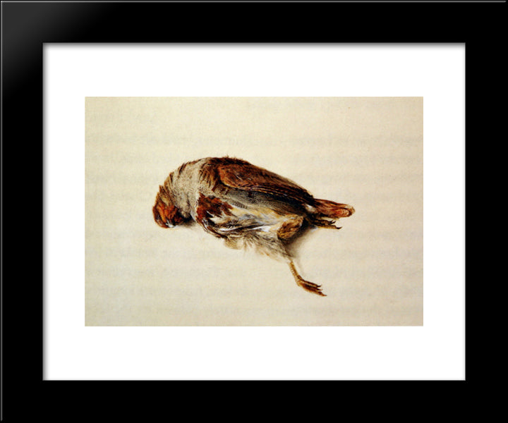 Plumage Of Partridge 20x24 Black Modern Wood Framed Art Print Poster by Ruskin, John