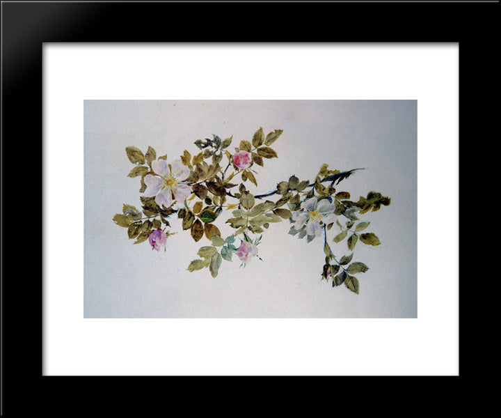 Study Of Wild Rose 20x24 Black Modern Wood Framed Art Print Poster by Ruskin, John