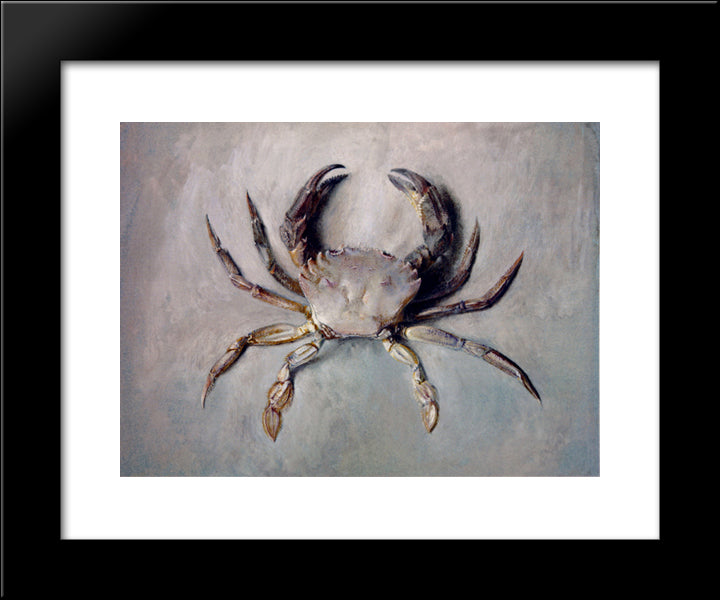 Velvet Crab 20x24 Black Modern Wood Framed Art Print Poster by Ruskin, John