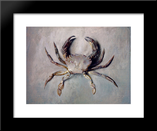 Velvet Crab 20x24 Black Modern Wood Framed Art Print Poster by Ruskin, John