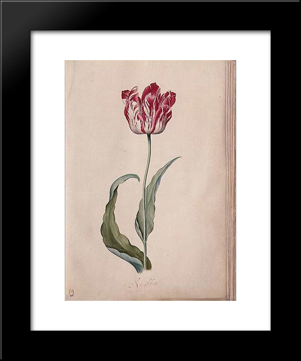 Tulip 20x24 Black Modern Wood Framed Art Print Poster by Leyster, Judith