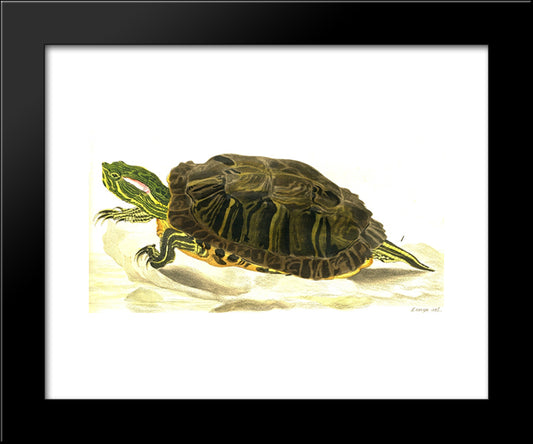 Painting Of Trachemys Scripta Elegans (Wied) 20x24 Black Modern Wood Framed Art Print Poster by Bodmer, Karl