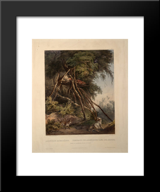 Tombs Of Assiniboin Indians On Trees, Plate 30 From Volume 1 Of `Travels In The Interior Of North America' 20x24 Black Modern Wood Framed Art Print Poster by Bodmer, Karl