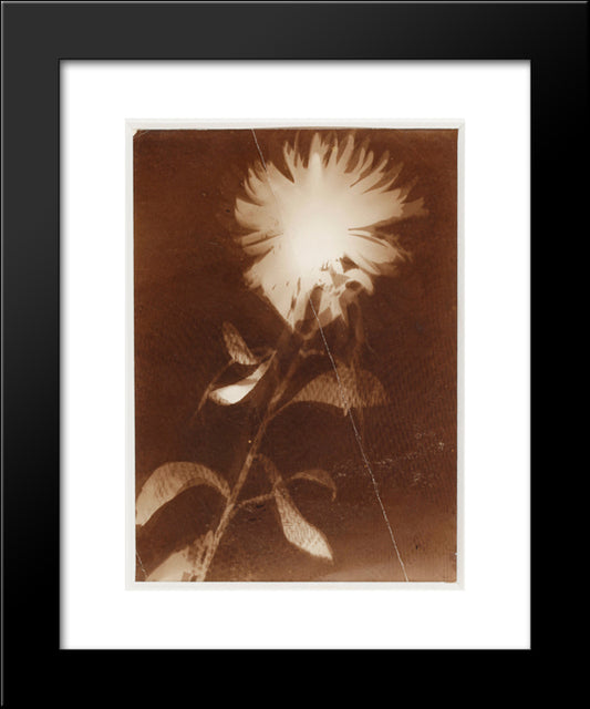 Untitled [Flower] 20x24 Black Modern Wood Framed Art Print Poster by Moholy Nagy, Laszlo