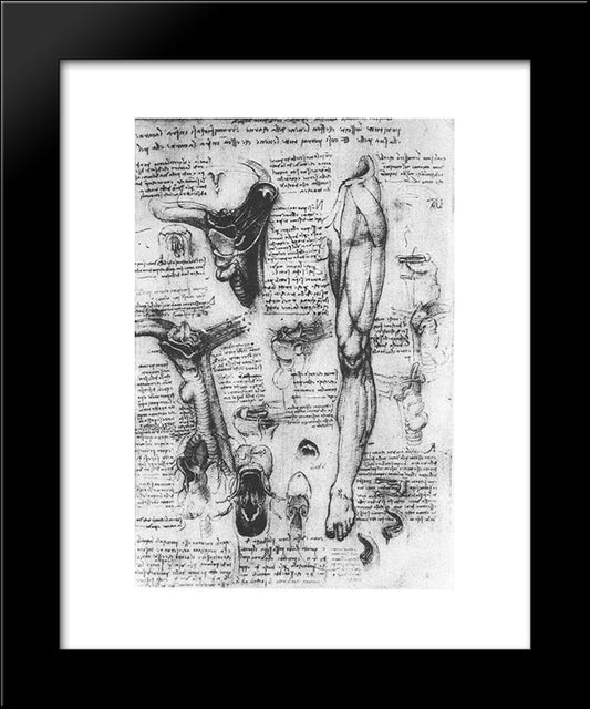 Anatomical Studies (Larynx And Leg) 20x24 Black Modern Wood Framed Art Print Poster by da Vinci, Leonardo