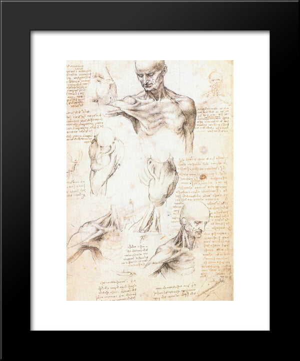 Anatomical Studies Of A Male Shoulder 20x24 Black Modern Wood Framed Art Print Poster by da Vinci, Leonardo