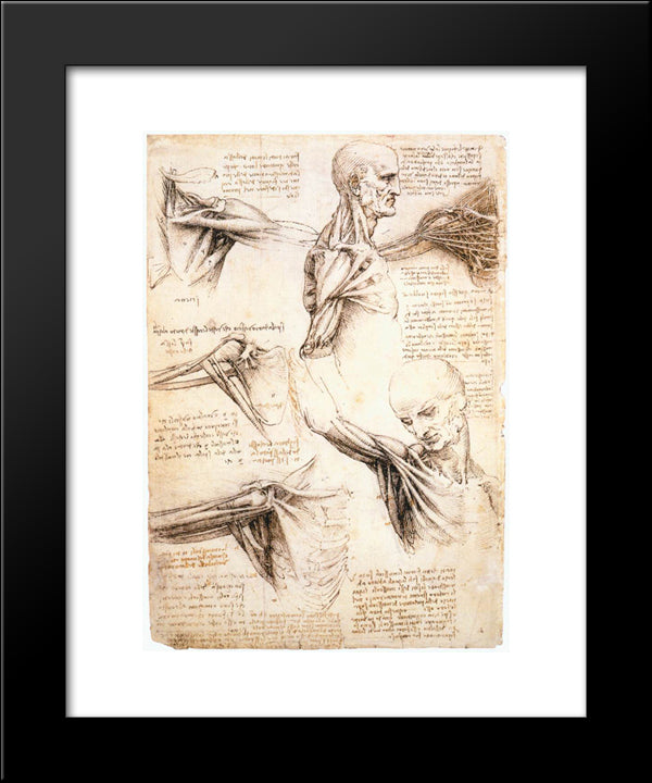 Anatomical Studies Of The Shoulder 20x24 Black Modern Wood Framed Art Print Poster by da Vinci, Leonardo