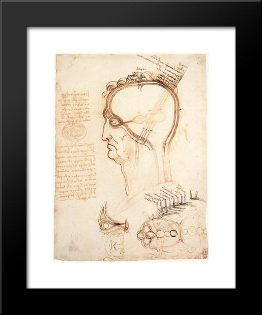Comparison Of Scalp Skin And Onion 20x24 Black Modern Wood Framed Art Print Poster by da Vinci, Leonardo