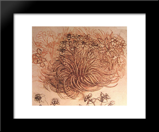 Drawing Of A Botanical Study 20x24 Black Modern Wood Framed Art Print Poster by da Vinci, Leonardo
