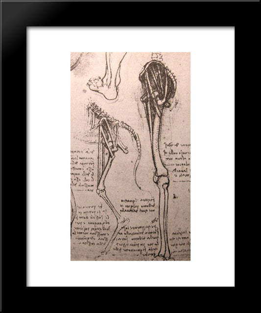 Drawing Of The Comparative Anatomy Of The Legs Of A Man And A Dog 20x24 Black Modern Wood Framed Art Print Poster by da Vinci, Leonardo