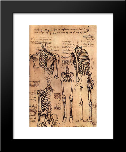Drawing Of The Torso And The Arms 20x24 Black Modern Wood Framed Art Print Poster by da Vinci, Leonardo