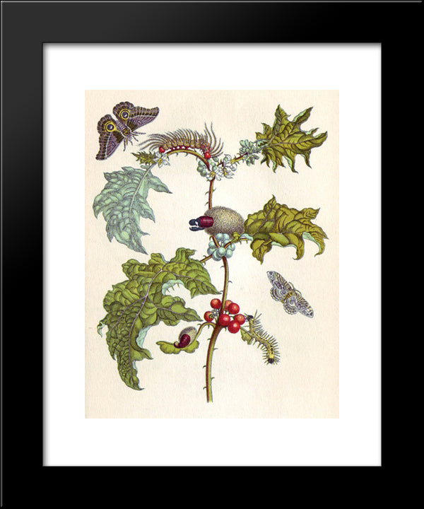 From Metamorphosis Insectorum Surinamensium 20x24 Black Modern Wood Framed Art Print Poster by Merian, Maria Sibylla