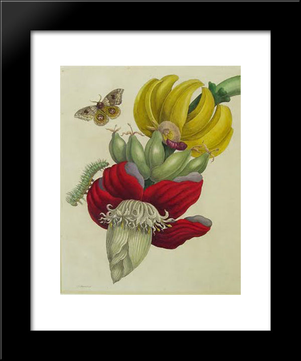 Inflorescence Of Banana 20x24 Black Modern Wood Framed Art Print Poster by Merian, Maria Sibylla