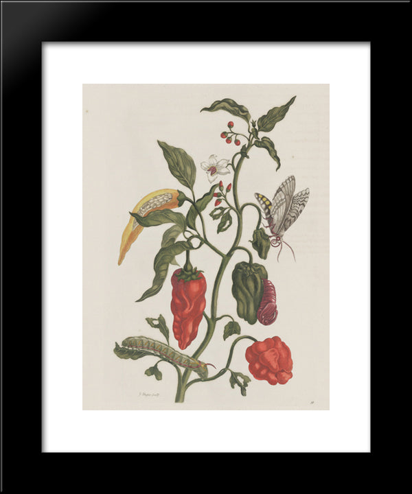 Metamorphosis Insectorum Surinamensiam 20x24 Black Modern Wood Framed Art Print Poster by Merian, Maria Sibylla