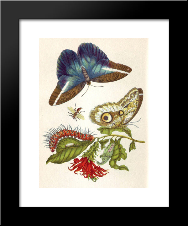 Metamorphosis Insectorum Surinamensium 20x24 Black Modern Wood Framed Art Print Poster by Merian, Maria Sibylla