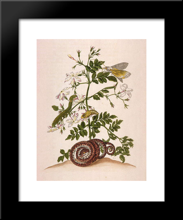 Metamorphosis Insectorum Surinamensium (Metamorphosis Of The Insects Of Suriname), Figure 46 20x24 Black Modern Wood Framed Art Print Poster by Merian, Maria Sibylla