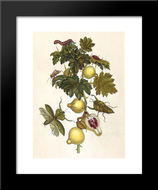 Musa Paradisiaca 20x24 Black Modern Wood Framed Art Print Poster by Merian, Maria Sibylla