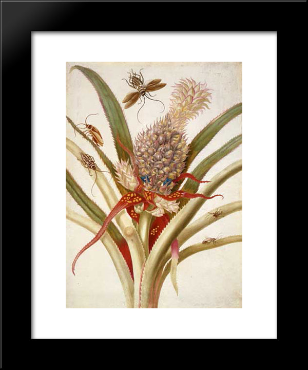 Pineapple And Cockroaches 20x24 Black Modern Wood Framed Art Print Poster by Merian, Maria Sibylla