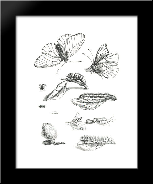 Plate Lxxxv, From Erucarum Ortus Alimentum Et Paradoxa Metamorphosis (1679-1717) 20x24 Black Modern Wood Framed Art Print Poster by Merian, Maria Sibylla