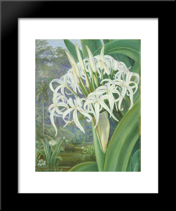 A Bornean Crinum 20x24 Black Modern Wood Framed Art Print Poster by North, Marianne