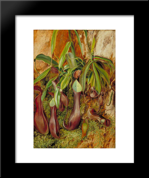 A Bornean Pitcher Plant, Sarawak, Borneo 20x24 Black Modern Wood Framed Art Print Poster by North, Marianne