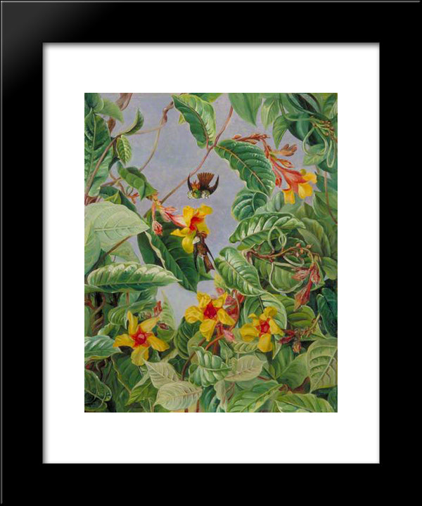 A Brazilian Climbing Shrub And Humming Birds 20x24 Black Modern Wood Framed Art Print Poster by North, Marianne