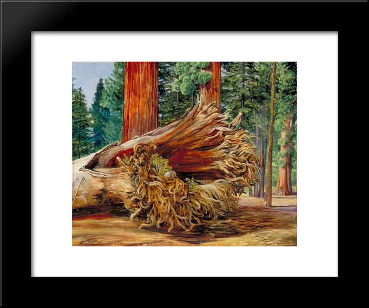A Fallen Giant, Calaveras Grove, California 20x24 Black Modern Wood Framed Art Print Poster by North, Marianne