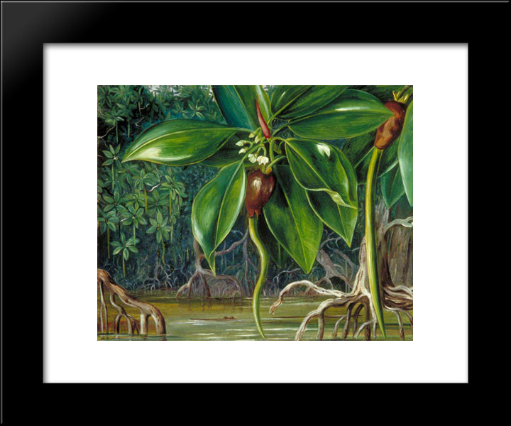 A Mangrove Swamp In Sarawak, Borneo 20x24 Black Modern Wood Framed Art Print Poster by North, Marianne