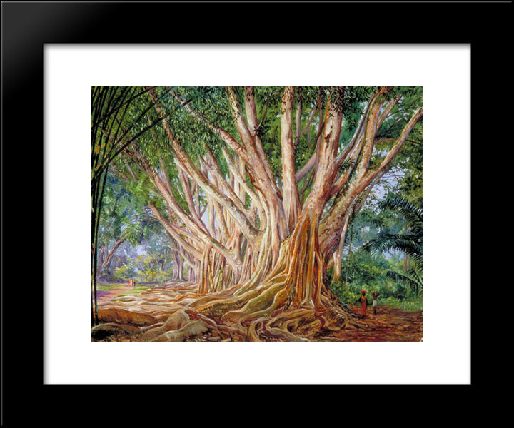 Avenue Of Indian Rubber Trees At Peradeniya, Ceylon 20x24 Black Modern Wood Framed Art Print Poster by North, Marianne