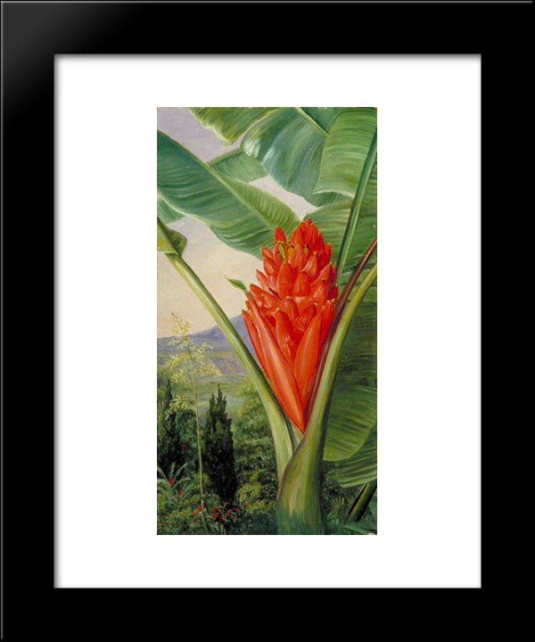 Banana, American Aloe And Cypress In A Garden, Java 20x24 Black Modern Wood Framed Art Print Poster by North, Marianne