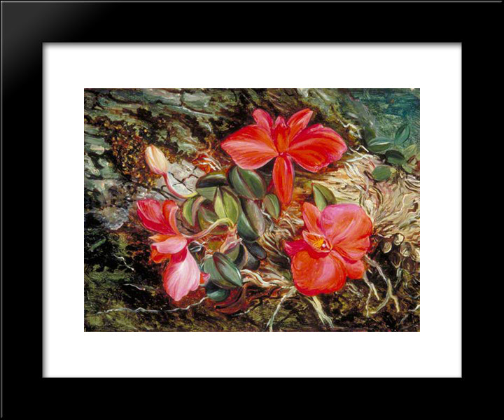 Brazilian Orchid 20x24 Black Modern Wood Framed Art Print Poster by North, Marianne