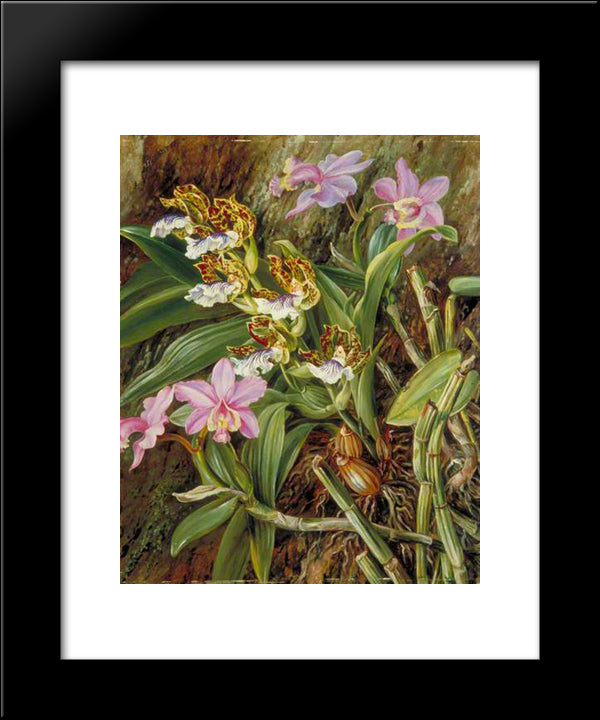Brazilian Orchids 20x24 Black Modern Wood Framed Art Print Poster by North, Marianne