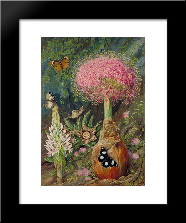 Buphane Toxicara And Other Flowers Of Grahamstown 20x24 Black Modern Wood Framed Art Print Poster by North, Marianne