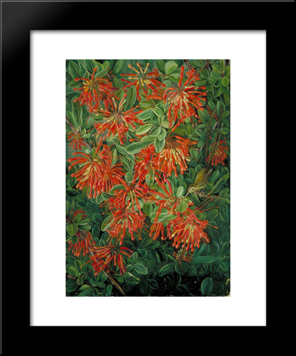 Burning Bush And Emu Wren Of Chili 20x24 Black Modern Wood Framed Art Print Poster by North, Marianne