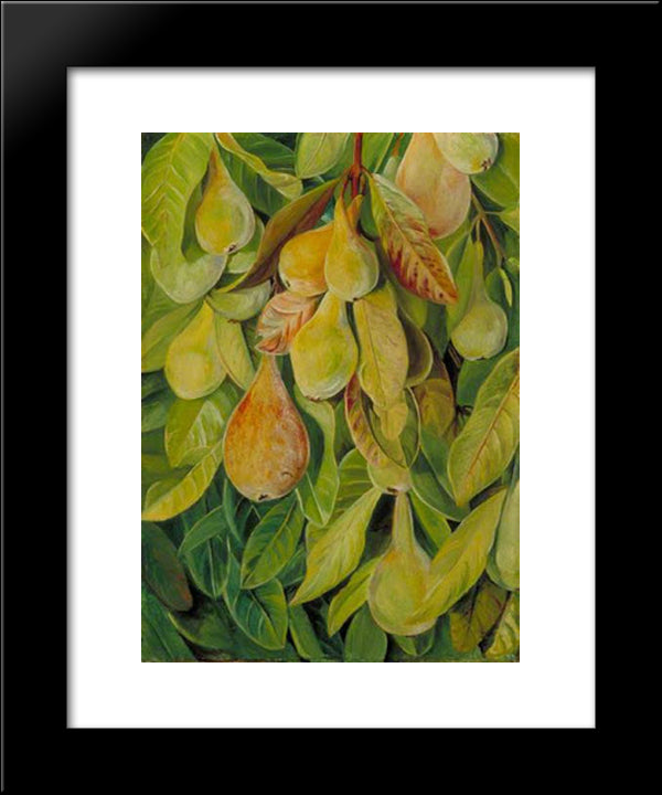 Cabazina Pears, Brazil 20x24 Black Modern Wood Framed Art Print Poster by North, Marianne