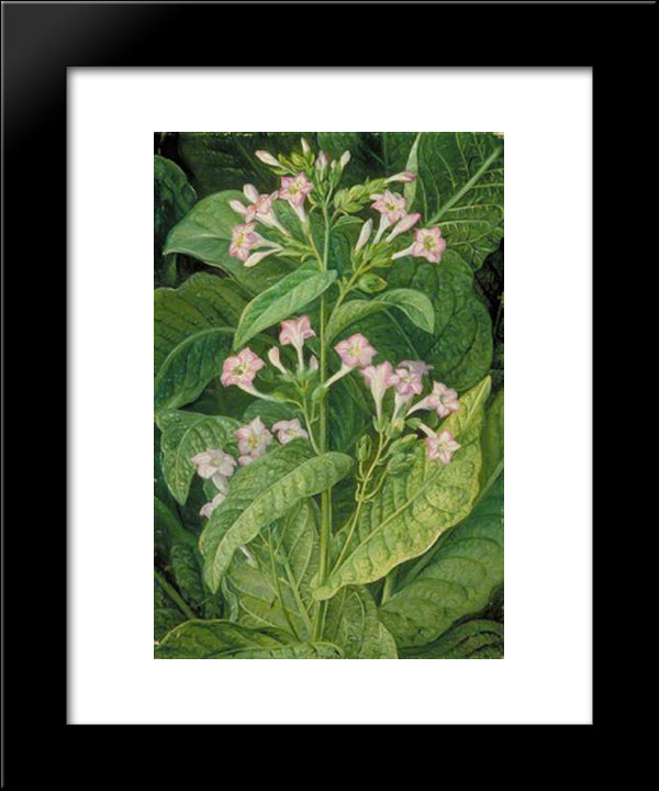 Common Tobacco 20x24 Black Modern Wood Framed Art Print Poster by North, Marianne