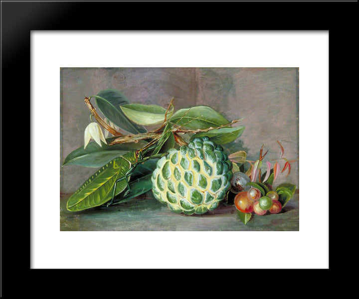 Custard Apple, Native 'Gooseberry' Of Sarawak, And Leaf Locust 20x24 Black Modern Wood Framed Art Print Poster by North, Marianne