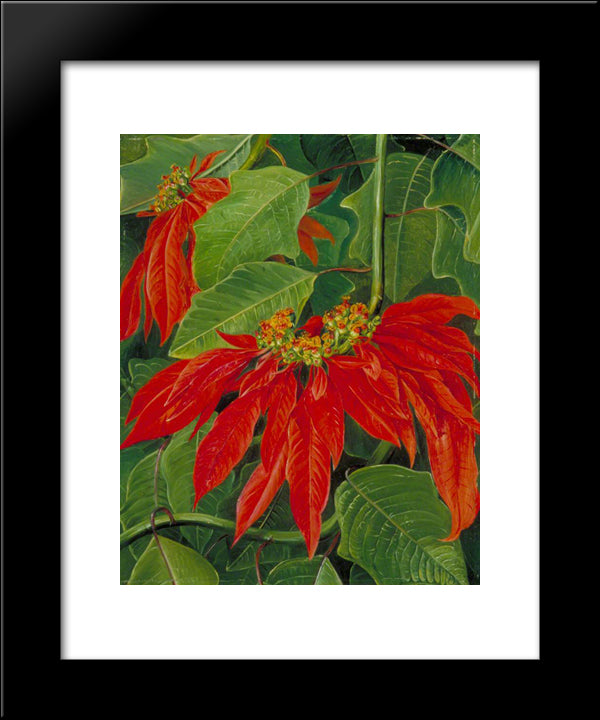 Flor De Pascua Or Easter Flower, At Morro Velho, Brazil 20x24 Black Modern Wood Framed Art Print Poster by North, Marianne