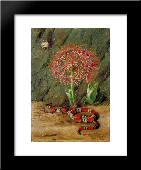 Flor Imperiale, Coral Snake And Spider, Brazil 20x24 Black Modern Wood Framed Art Print Poster by North, Marianne