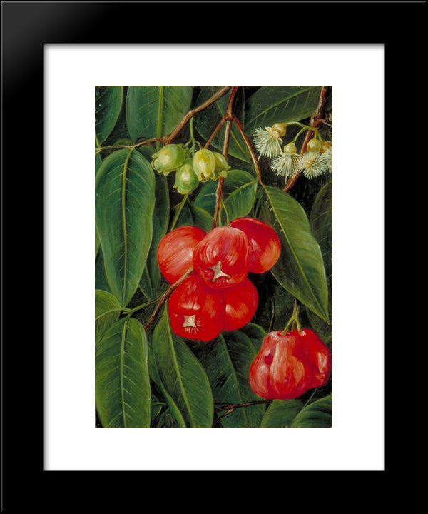 Flowers And Fruit Of The Jamboa Boll, Java 20x24 Black Modern Wood Framed Art Print Poster by North, Marianne