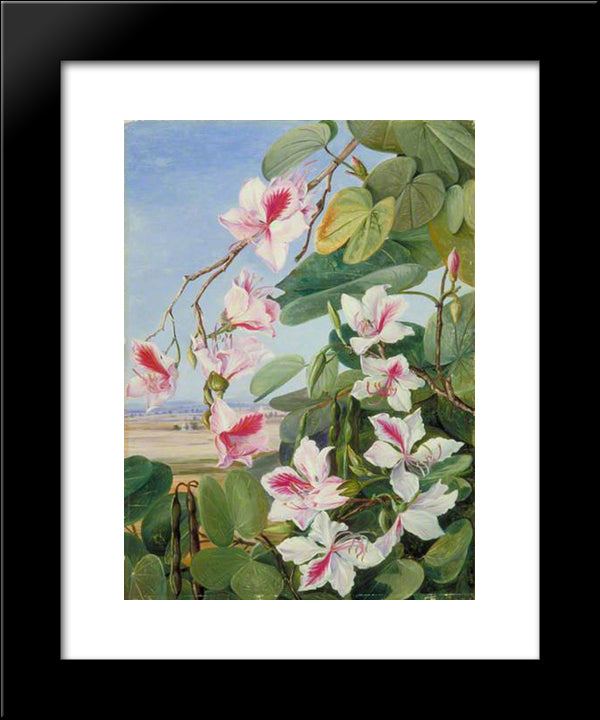 Foliage, Flowers And Fruit Of A Common Indian Forest Tree 20x24 Black Modern Wood Framed Art Print Poster by North, Marianne