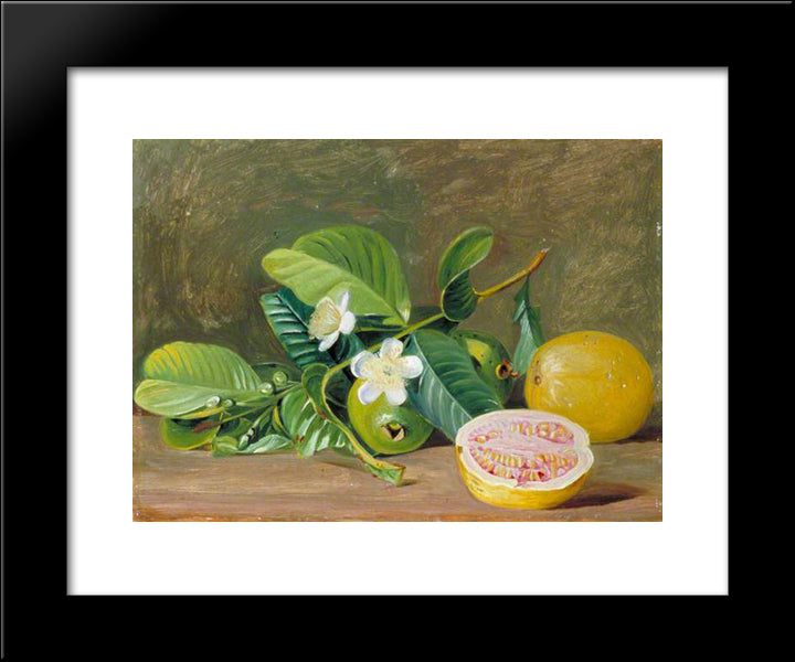 Foliage, Flowers And Fruit Of A Variety Of Guava 20x24 Black Modern Wood Framed Art Print Poster by North, Marianne