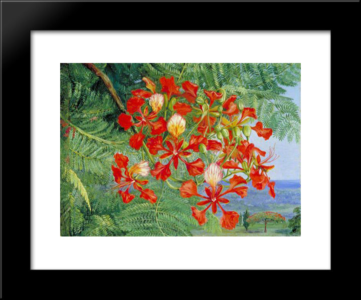 Foliage And Flowers Of A Madagascar Tree 20x24 Black Modern Wood Framed Art Print Poster by North, Marianne
