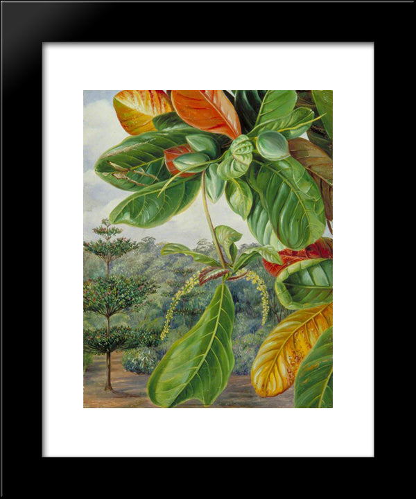 Indian Almond 20x24 Black Modern Wood Framed Art Print Poster by North, Marianne