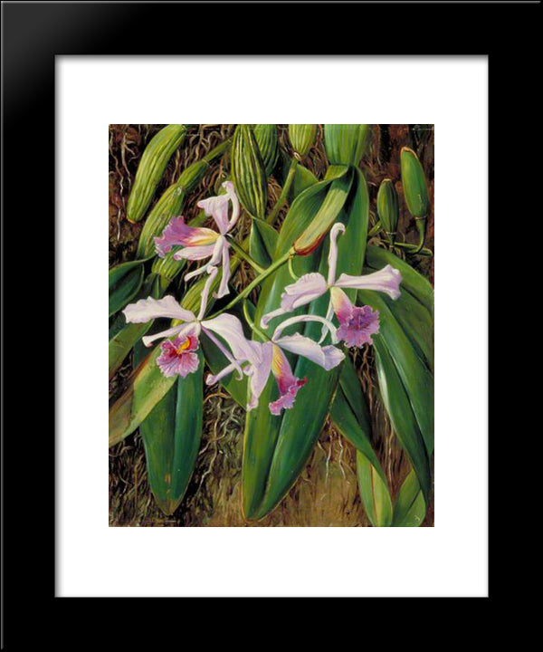 Pink Orchid 20x24 Black Modern Wood Framed Art Print Poster by North, Marianne
