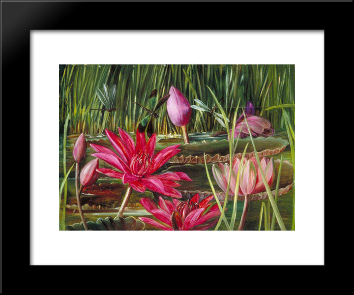 Red Water Lily Of Southern India 20x24 Black Modern Wood Framed Art Print Poster by North, Marianne